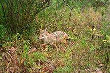 Coyote standing in brush